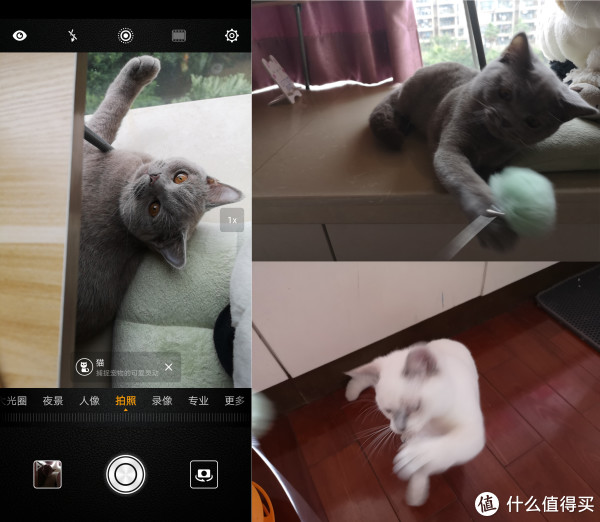由随手拍照到好"摄"之徒,从华为p20 pro开 始.(含大量果照,mao片~)