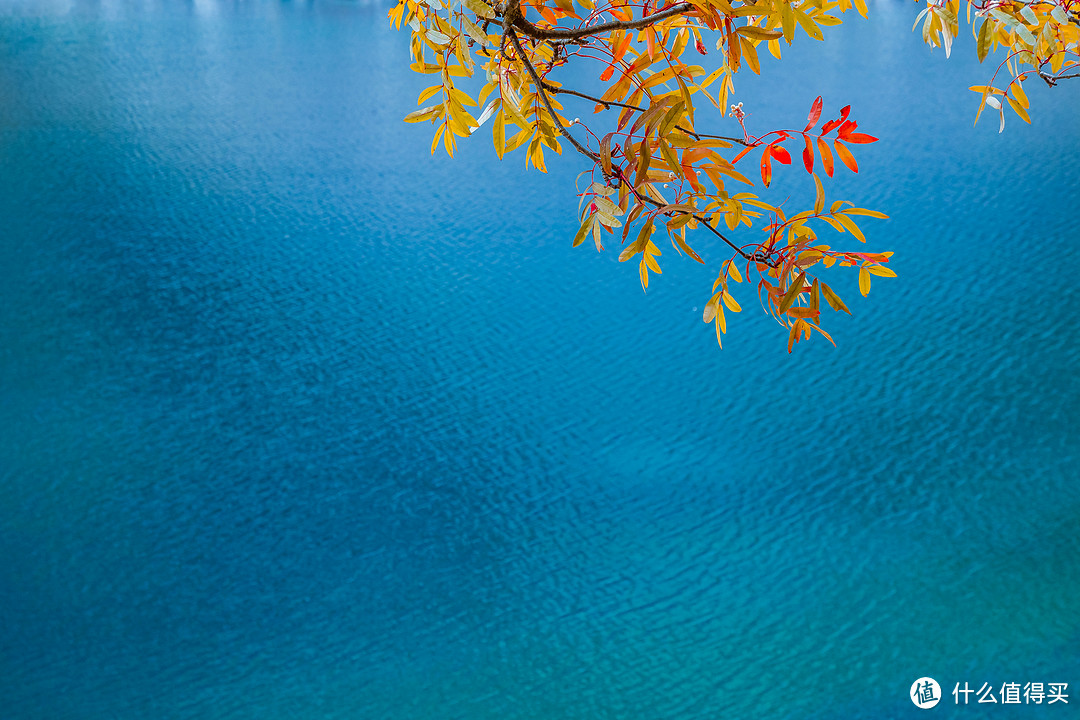 金色的树叶配上幽静的水面，宛若一幅美丽的画卷
