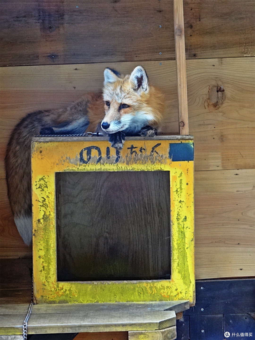 在世界唯一的狐狸村与100只狐狸为伴 国外自由行 什么值得买