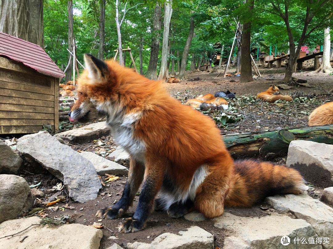 在世界唯一的狐狸村与100只狐狸为伴