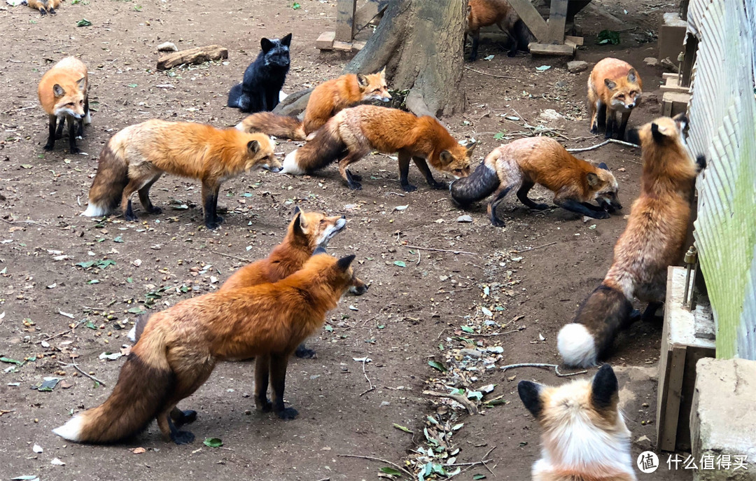 在世界唯一的狐狸村与100只狐狸为伴