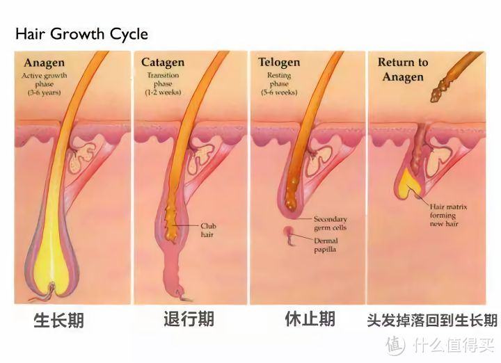 秋冬护理知识Get到手！头皮头发更要全方位保护