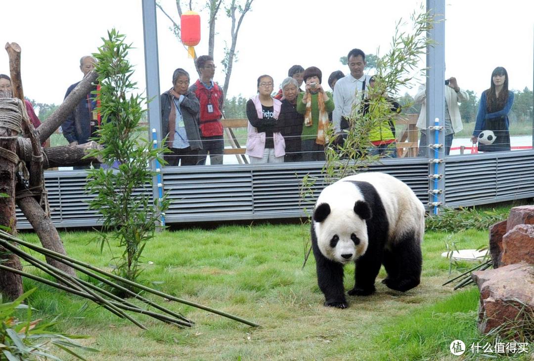 你知道苏州也有大熊猫吗？迷晕“歪果仁”的萌物在苏州也能看到！