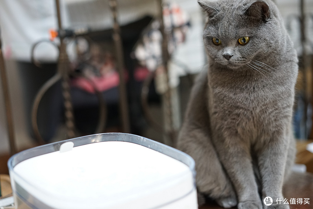 小米众筹的新品：猫猫狗狗宠物饮水机体验