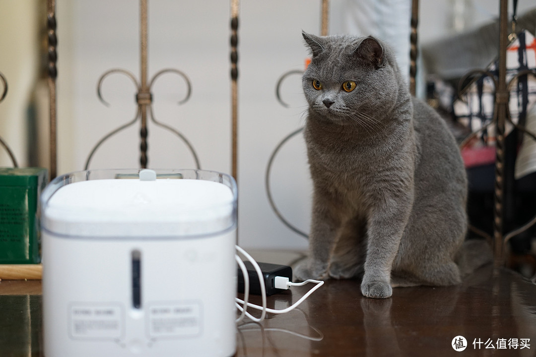 可以使用充电宝供电算是另外一个优势，对狗狗比较有用，猫比较不敢出门玩