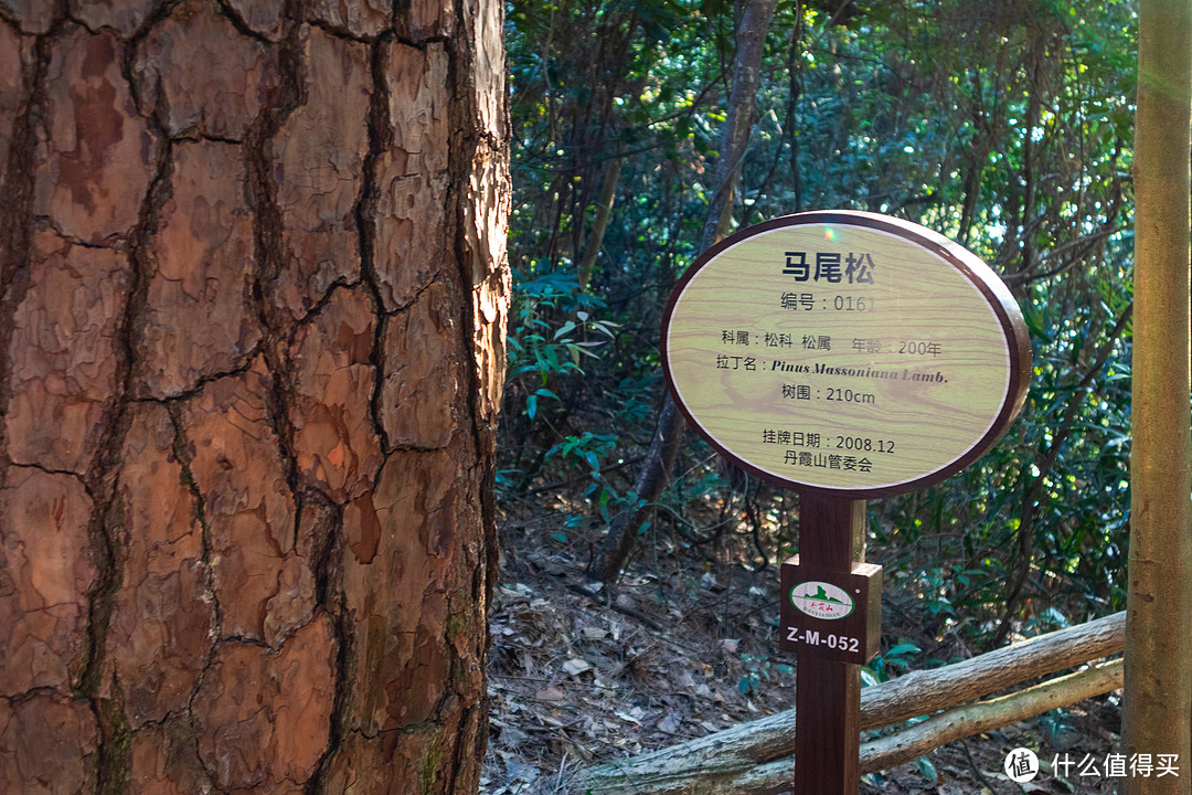 到处都是古树，树龄200年，真想看看年轮