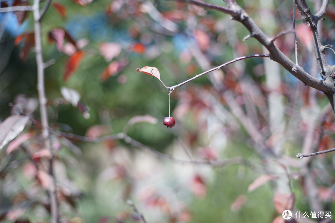 玩老镜头交学费—康泰时50mm F/1.7老镜头不合焦怎么办？