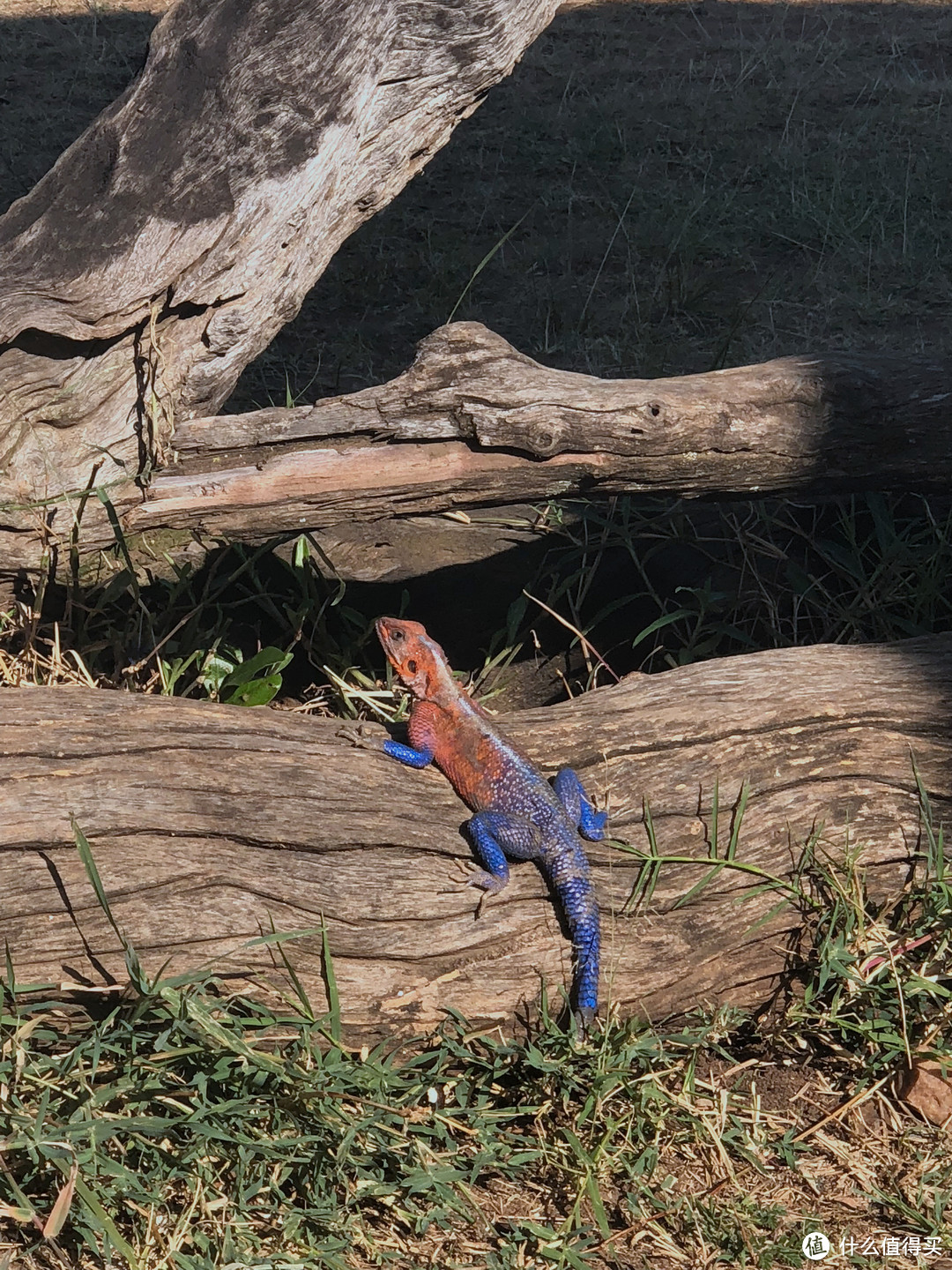彩虹飞蜥，2018年10月4日拍摄于肯尼亚马赛马拉国家保护区门口