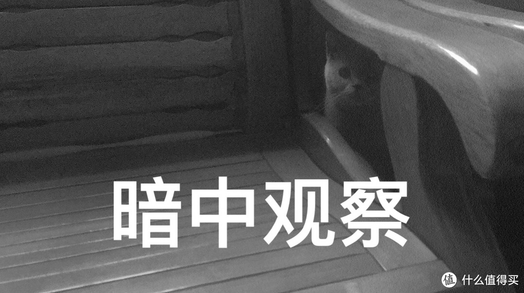 猫奴购物囤货手册，这些坑我都帮你们试了(大量猫毒)