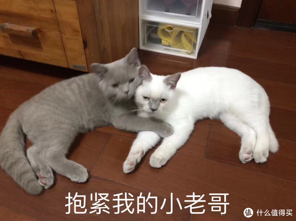 猫奴购物囤货手册，这些坑我都帮你们试了(大量猫毒)