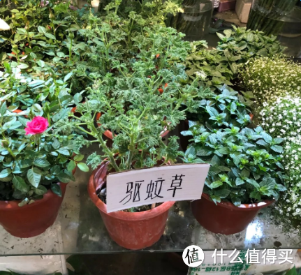 带娃玩杭州,这些地方价廉物美,是本地人都从小玩到大的!
