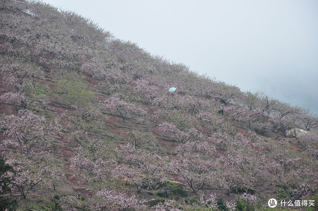 漫山遍野的桃花，品种不一样，花朵的颜色都会有差别