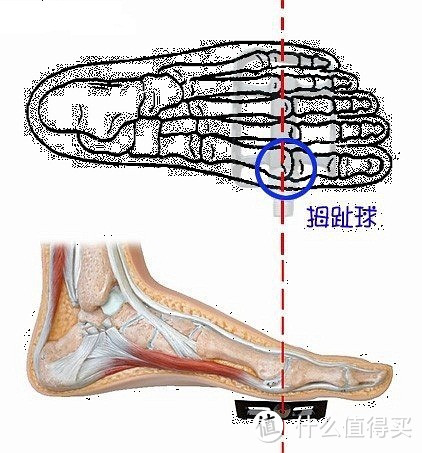 腿粗？伤膝？腰疼？不科学的锻炼方法，是用动感单车自残！