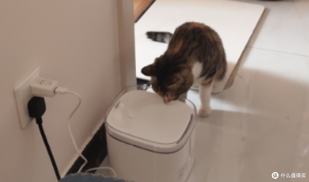 人不如猫之主子的猫猫狗狗饮水机体验