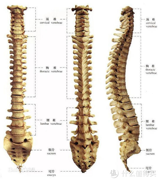脊柱，注意观察最右侧腰椎的弯曲方向