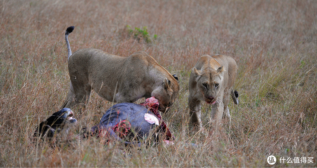 2018年10月2日拍摄于肯尼亚马赛马拉国家保护区