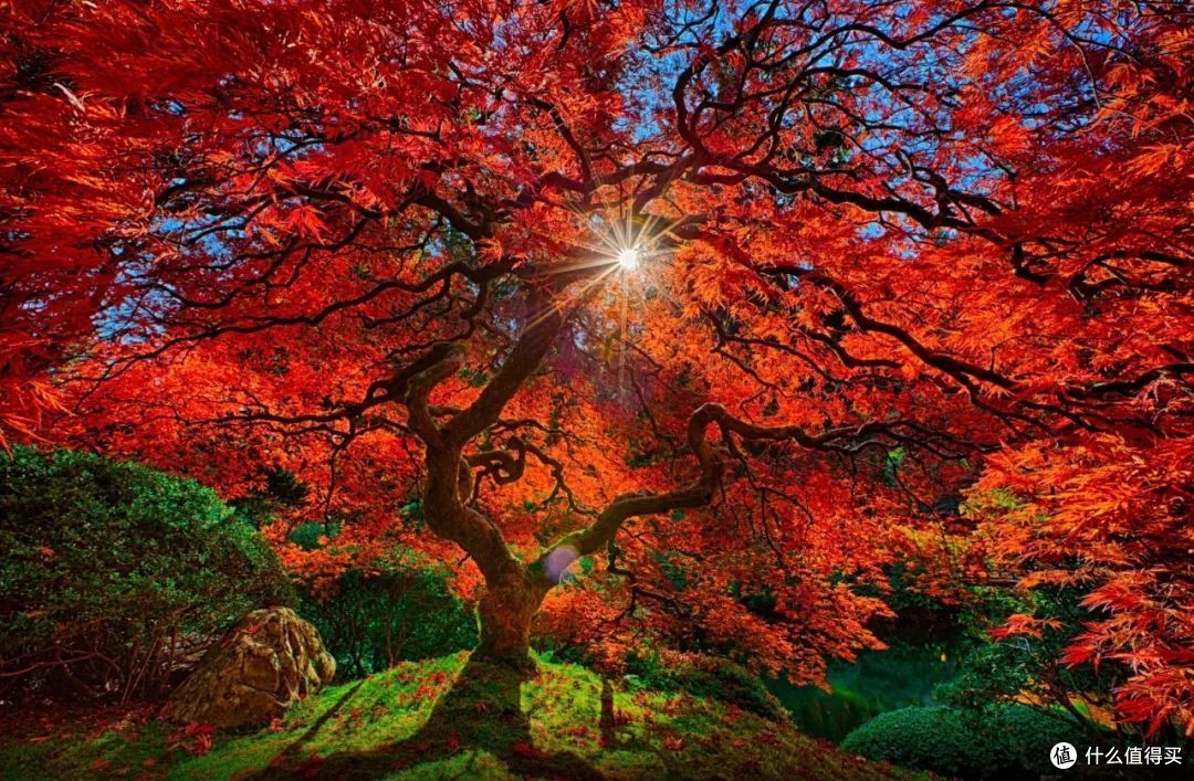 秋风一起,十里红妆—这些“枫”景独好的赏枫地可别再错过了