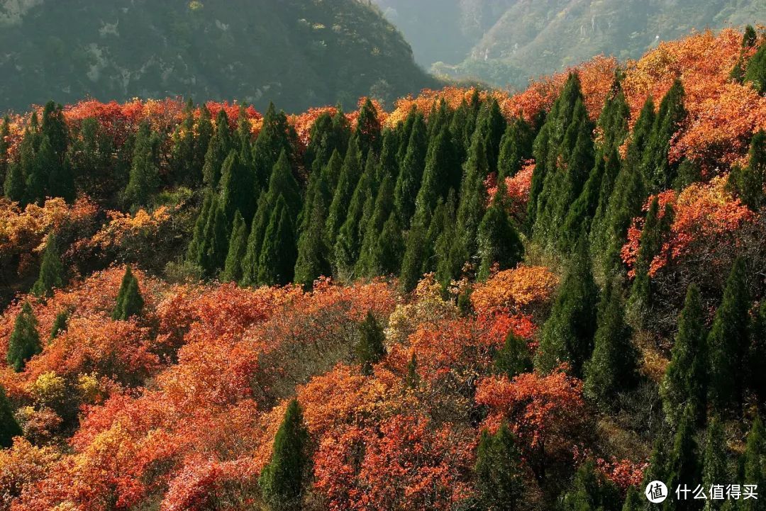 秋风一起，十里红妆—这些“枫”景独好的赏枫地可别再错过了