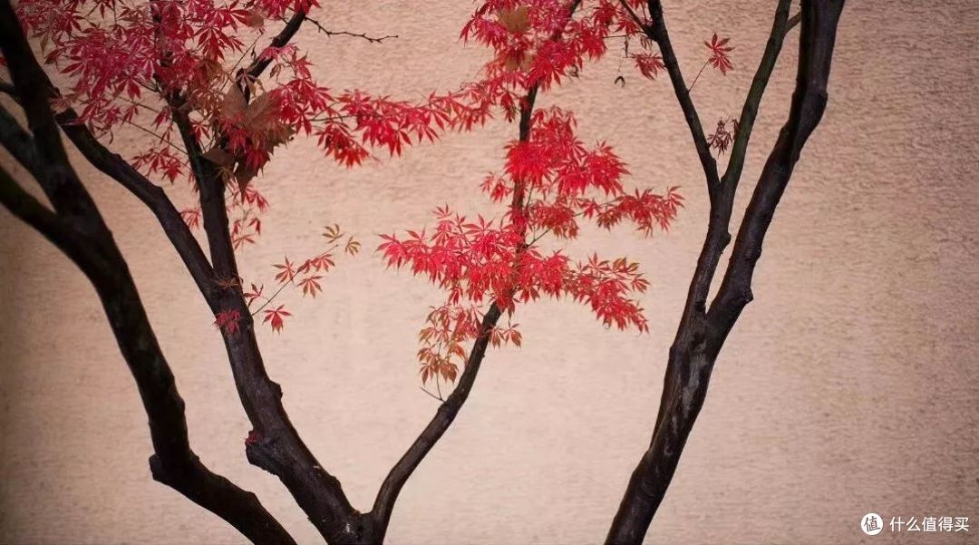 秋风一起,十里红妆—这些“枫”景独好的赏枫地可别再错过了