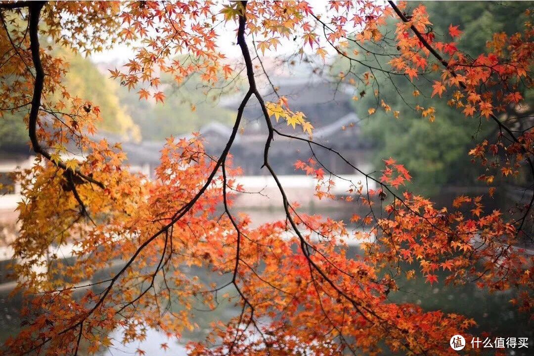 秋风一起，十里红妆—这些“枫”景独好的赏枫地可别再错过了