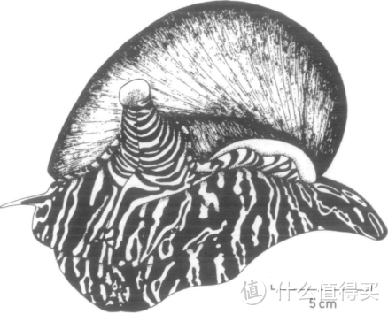 椰子涡螺的正面观。图片：Morton, Brian/ Journa l of Molluscan