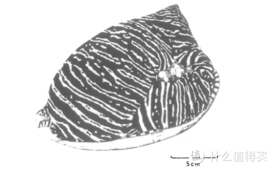 正在捕食管角螺的椰子涡螺，猎物已完全被椰子涡螺的腹足包裹住。图片：Morton, Brian / Journal of Molluscan Studies
