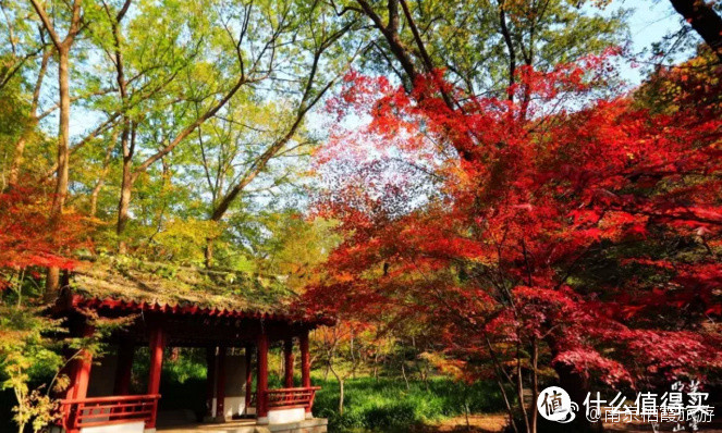 走进南京最美的季节，走进金陵城秋天的红叶