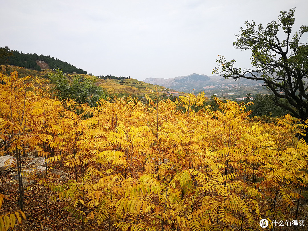 年年红叶皆相似，岁岁心情各不同—观红叶游记