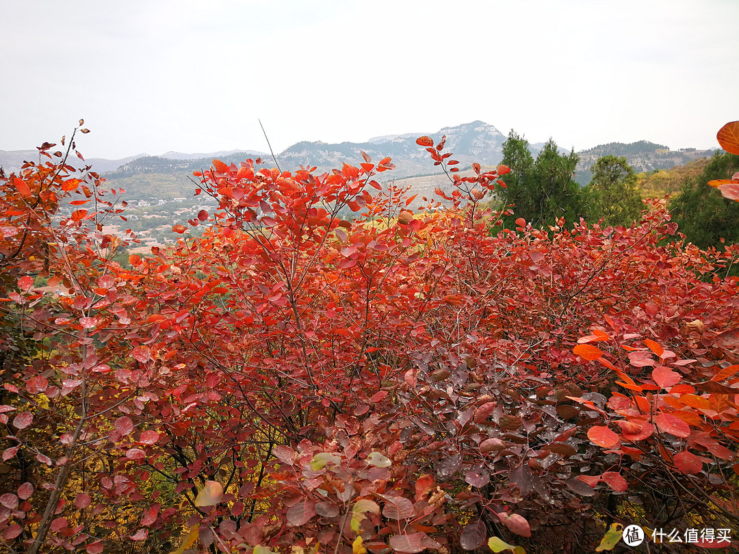 年年红叶皆相似，岁岁心情各不同—观红叶游记