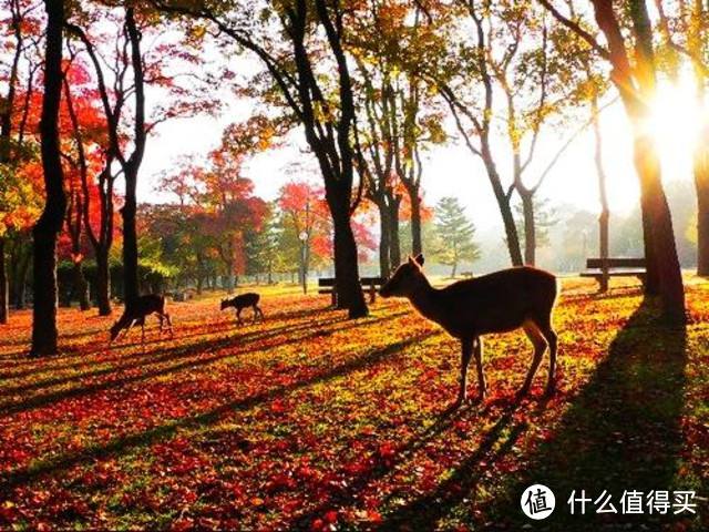 别被奈良那些萌萌的心机鹿给骗了！它们抢起饼干来野蛮着呢！