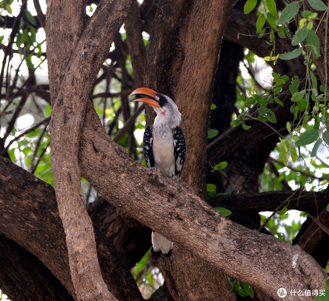 黄嘴犀鸟（Yellow-billed Hornbill），拍摄于博格利亚湖门口，主要以植物种子、小昆虫、蚂蚁为食