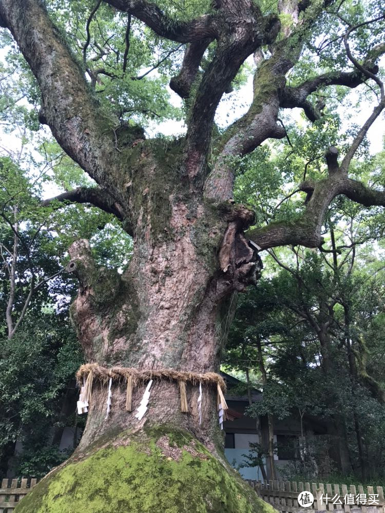 日本名古屋—加贺—金泽—东京，金秋十月闲云野鹤