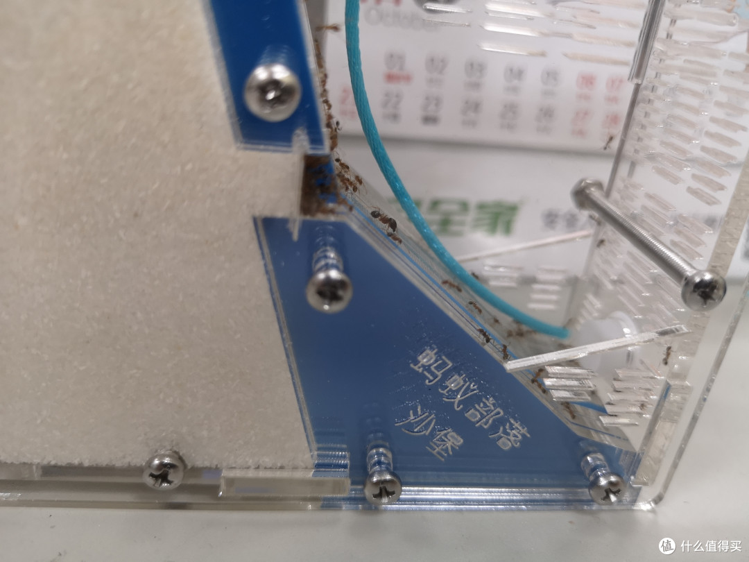 桌面新宠—蚂蚁部落沙堡养成记