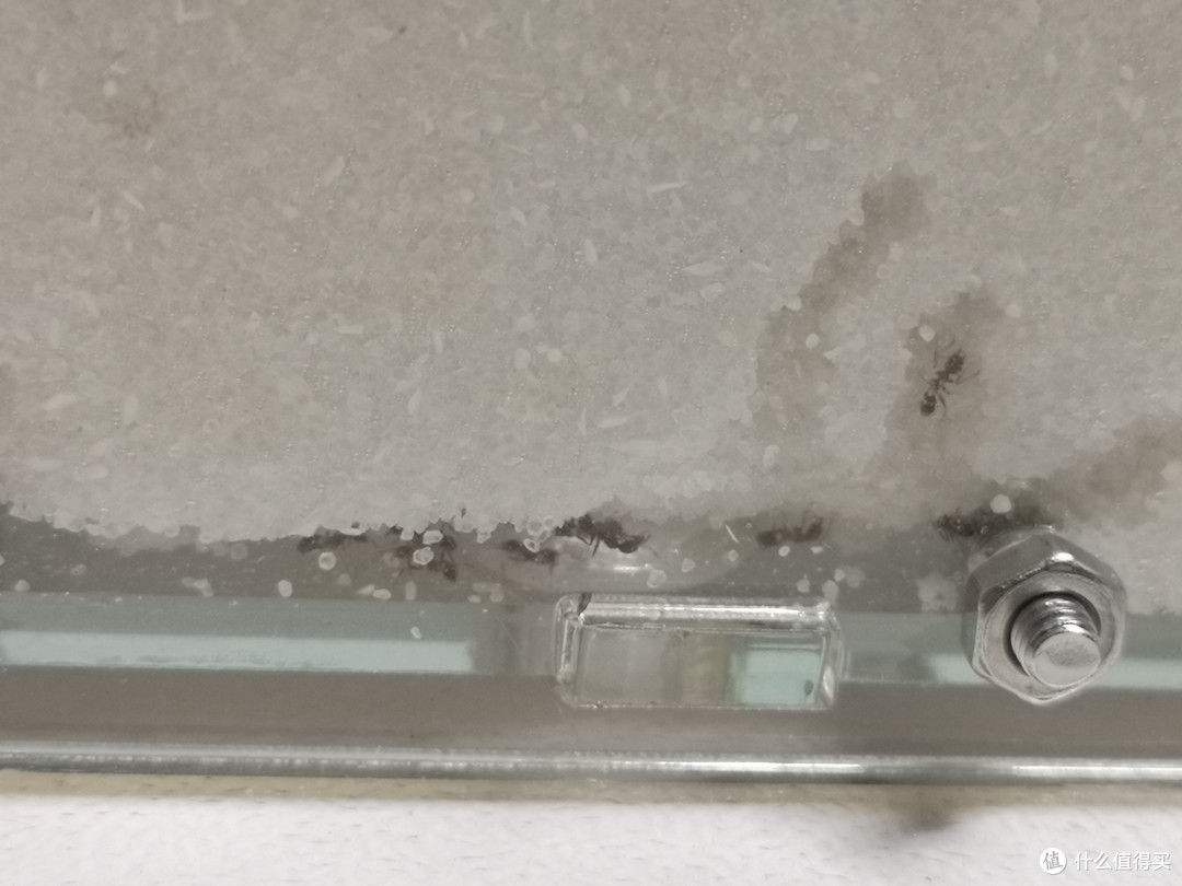 桌面新宠—蚂蚁部落沙堡养成记