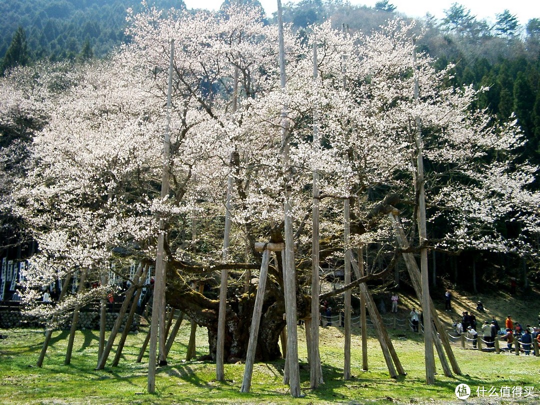 根尾谷の淡墨桜：日本AITO 宇野千代 淡墨樱 美浓烧 陶瓷碗碟7件套