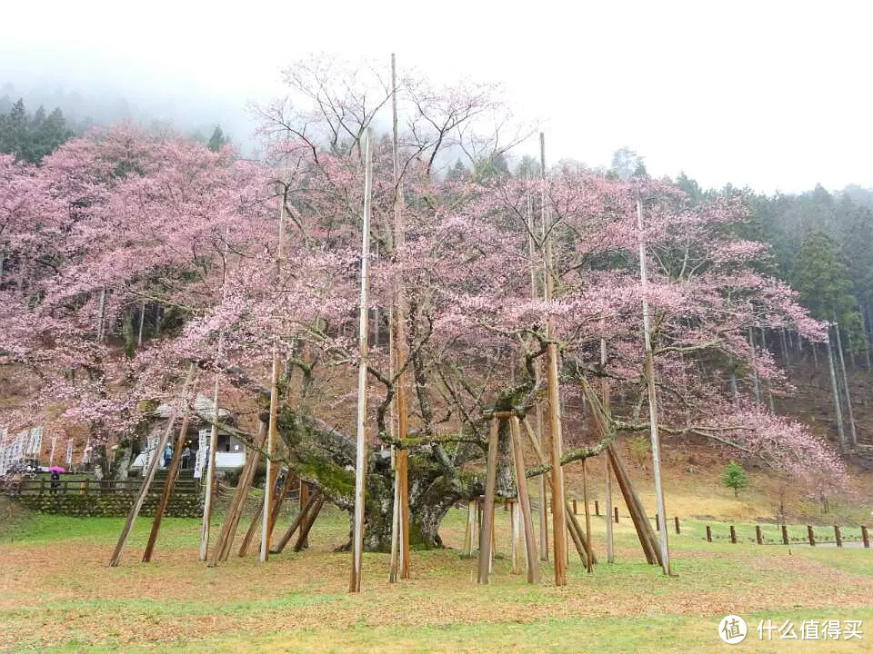 根尾谷の淡墨桜：日本AITO 宇野千代 淡墨樱 美浓烧 陶瓷碗碟7件套