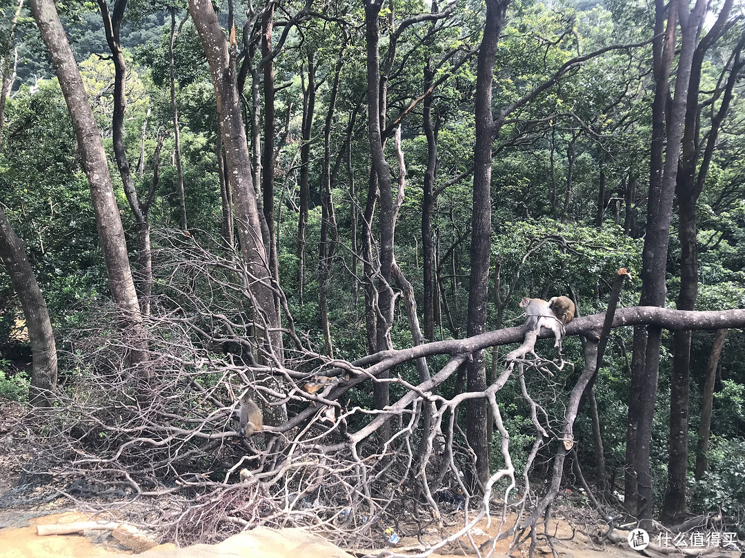 麦理浩径六七八段之重返大帽山