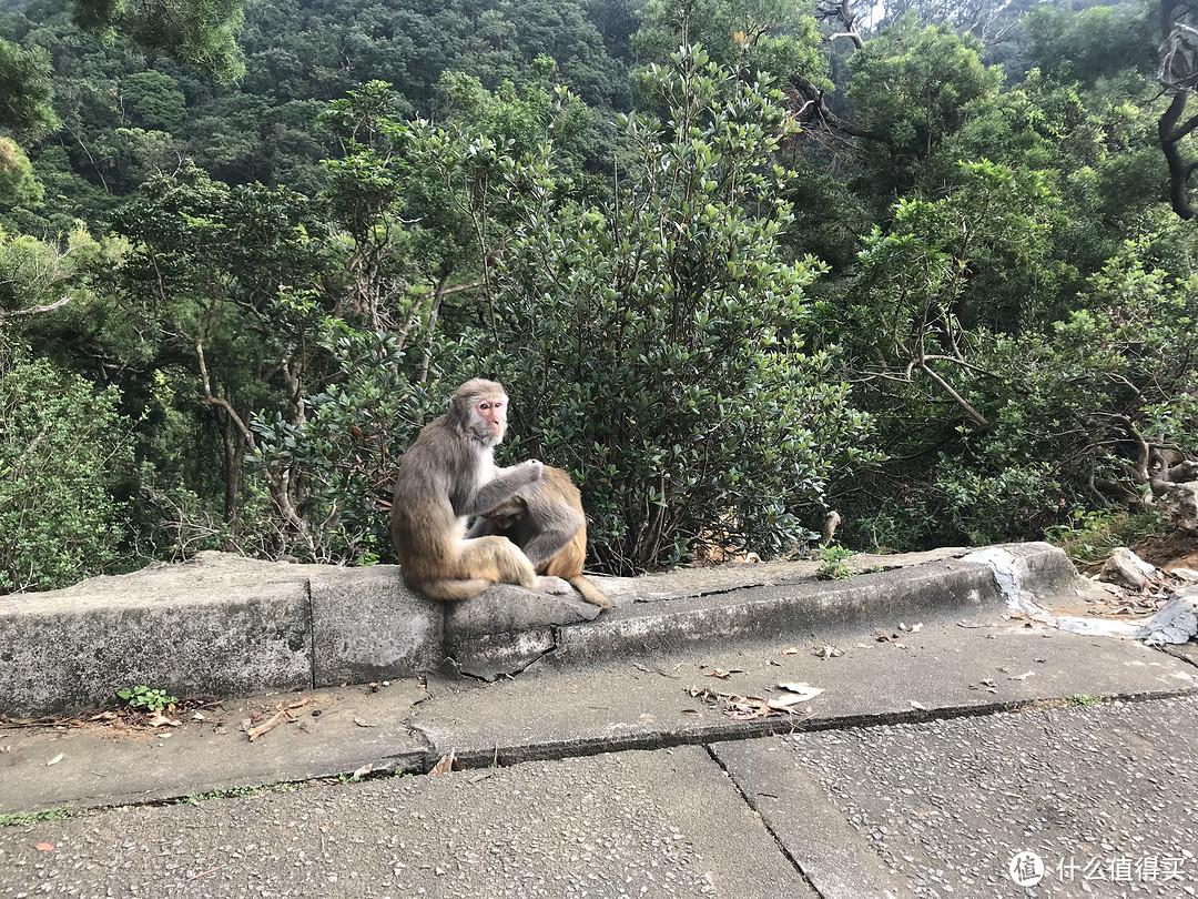 麦理浩径六七八段之重返大帽山