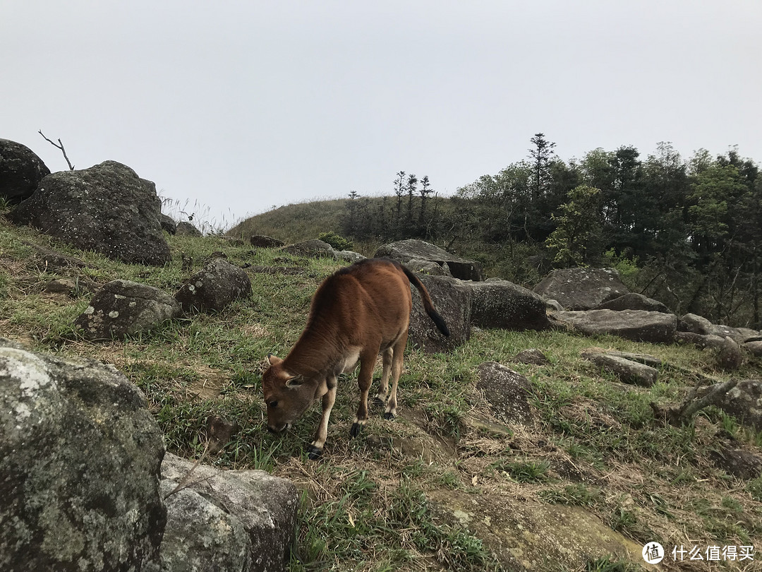 麦理浩径六七八段之重返大帽山