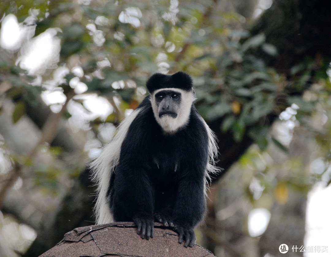 黑白疣猴（Black-and-white Colobus）,毛色为黑白相间，身体两侧长着斗篷一样的白色长毛，还有一条比身长还要长的白色尾巴