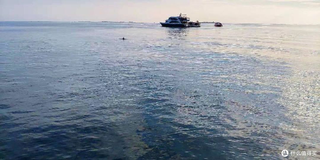 在码头偶遇海豚