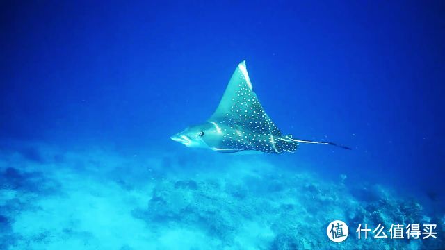 我的上天入海，看日月星辰—7天5晚马尔代夫比亚度（白雅湖）潜水之旅