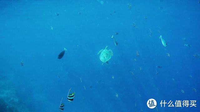 我的上天入海,看日月星辰—7天5晚马尔代夫比亚度(白雅湖)潜水之旅