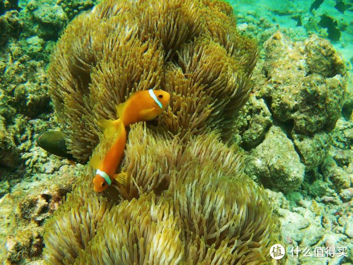 我的上天入海，看日月星辰—7天5晚马尔代夫比亚度（白雅湖）潜水之旅