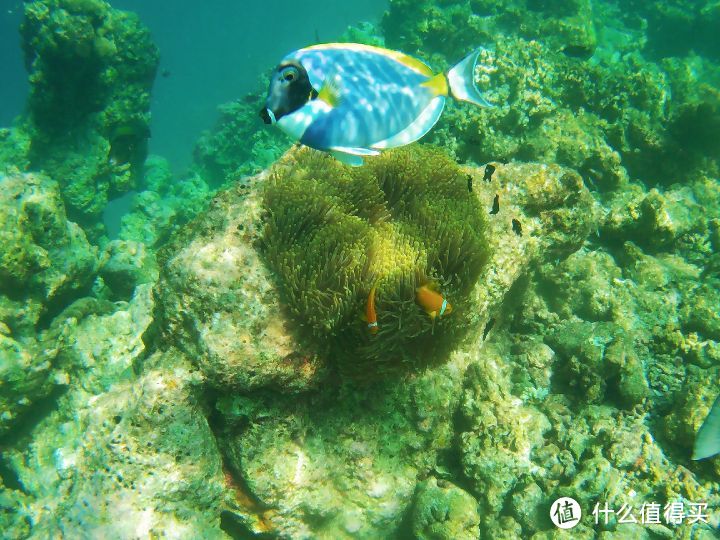 我的上天入海，看日月星辰—7天5晚马尔代夫比亚度（白雅湖）潜水之旅