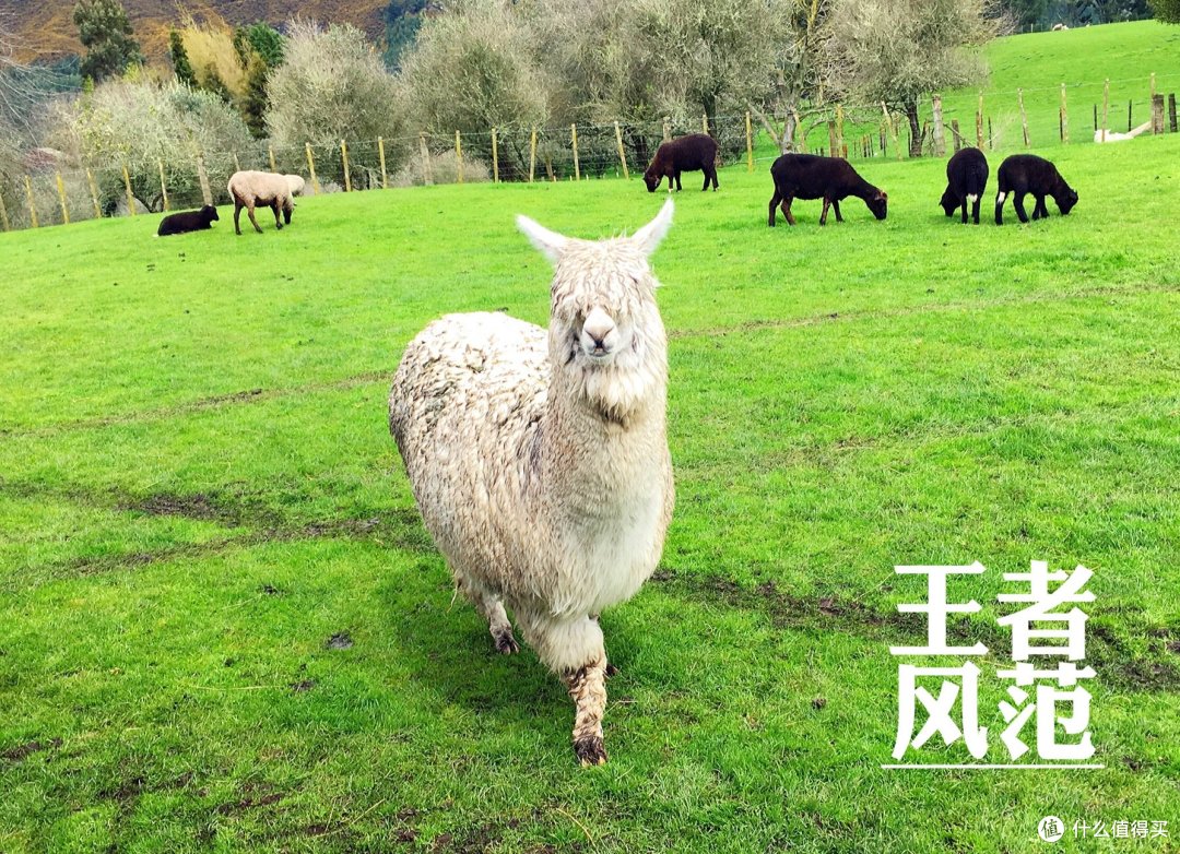 新西兰神兽的正确打开方式