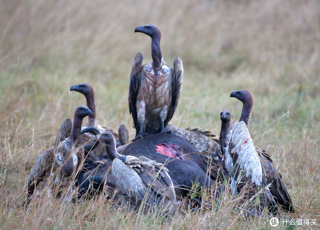 秃鹫（vulture），喜食腐食、内脏