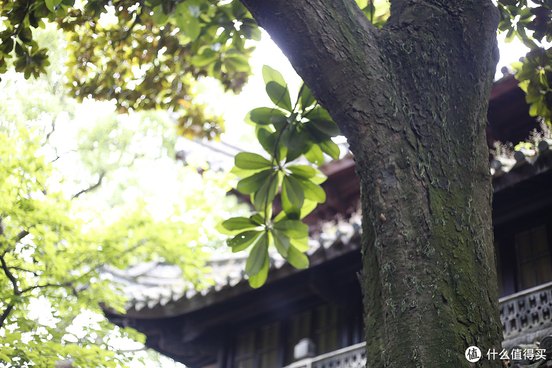 时光在树荫间流转了百年亦还是千年,不曾因为谁而停止