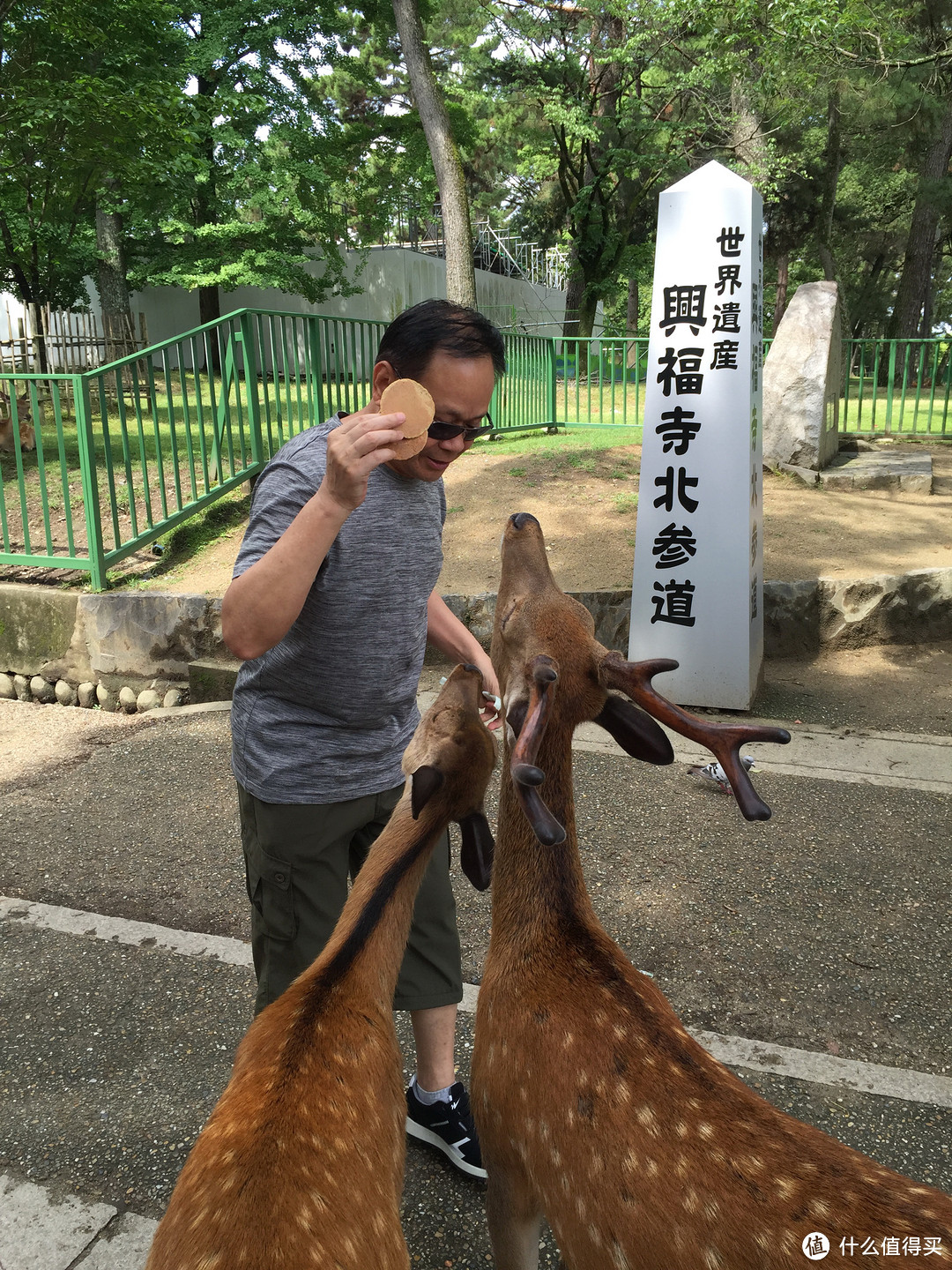 京都—奈良（喂鹿）—大阪（逛吃）