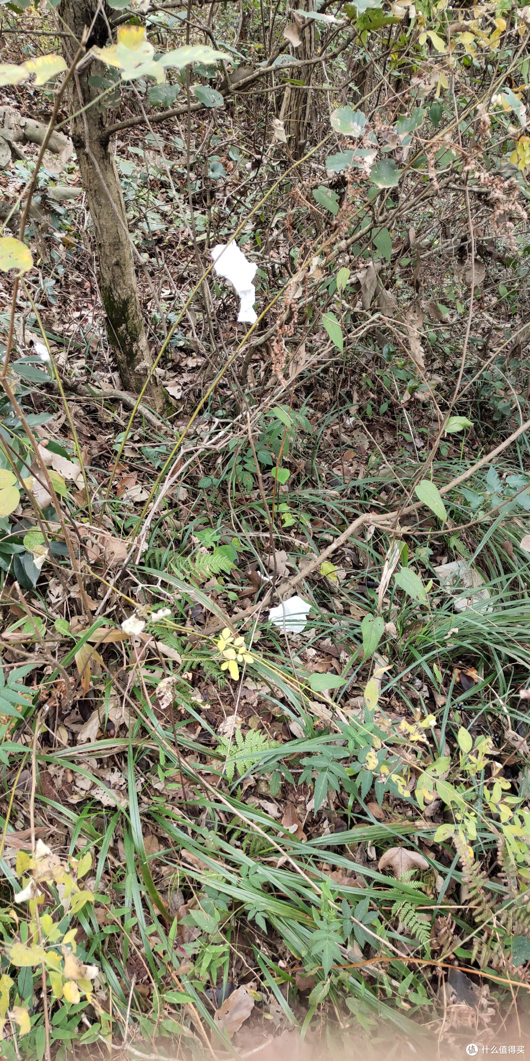 双11不去购物，跑去爬山是一种怎么样的体验？